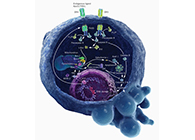HQL制药、常州隆赛和上海旋乐吧spin8将配合研新型抗癌药物