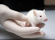 旋乐吧spin8肿瘤药效实验顺遂通过江苏省FDA审查