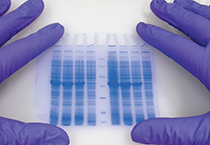 李伟博士和岑岭在上海加入第三届“BioPartneringChina”