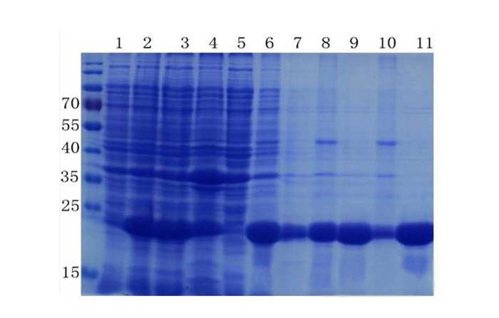 卵白质提取与纯化技巧——旋乐吧spin8生物医药