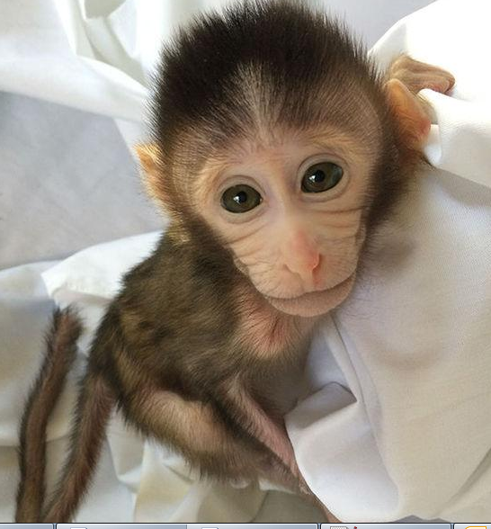 转基因猴成攻克自闭症利剑，，，，，，，首个非人灵长类自闭症模子建设