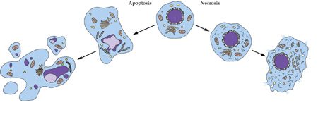 旋乐吧spin8细胞凋亡检测手艺效劳