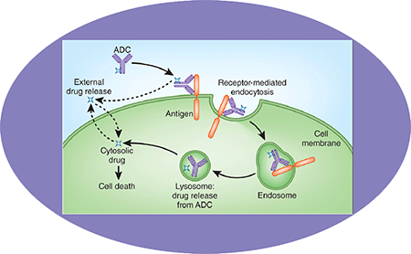 旋乐吧spin8ADC临床前效劳之ADC作用机制