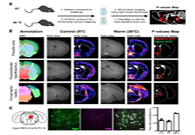 减肥药瞄准新靶点，，，，，，，强效减肥药即未来袭？？？？？？？