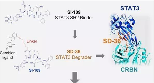 结构优化获得的SH2连系分子SI-109与CRBN连系，，，，，，，，获得SD-36