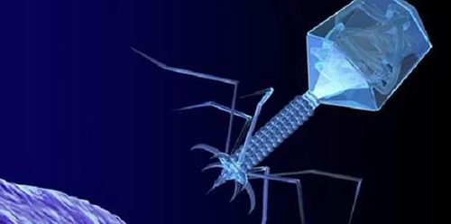 噬菌体疗法、溶瘤病毒，，，，，，，，以及构建细胞表达载体的病毒转染因子等都体现出病毒对人类善良温顺的一面