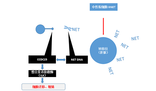 除了纯粹的捕获，，，，，NET DNA与CCDC-25的连系还增强了癌细胞的侵袭行为，，，，，增进了癌症的肝转移。。。