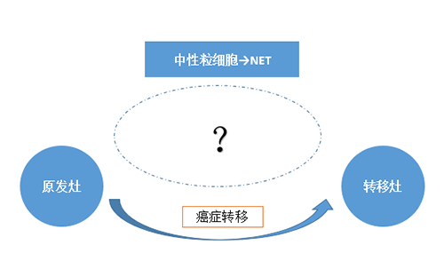 NET可能会通过某些方法“捕获”或“叫醒”癌细胞，，，，，从而造成癌细胞的迁徙。。。