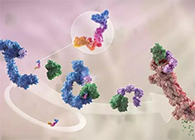 LYTAC出生，，，，，，，，与PROTAC并肩作战针对不可成药的靶点