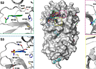 【Nature子刊】国际团队联协实力，，，，加速基于COVID-19结构的药物设计！
