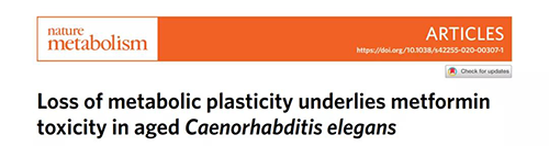 在线虫和人类原代细胞中，，，，，当在其寿命晚期提供二甲双胍时，，，，，二甲双胍会缩短命命，，，，，这与二甲双胍在年轻生物体中的起劲作用相反。。。。。。