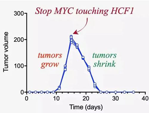 可以“融化”肿瘤的卵白质，，，你一定没有听说过！