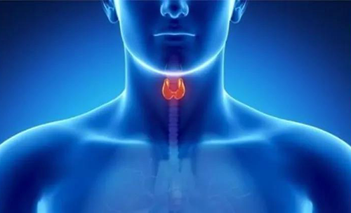 Science速递 | 揭开甲状腺的神秘面纱，，，，，，，，开启代谢药物新征程