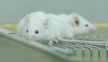 旋乐吧spin8临床前研究-药效学、药代动力学和临床前研究效劳