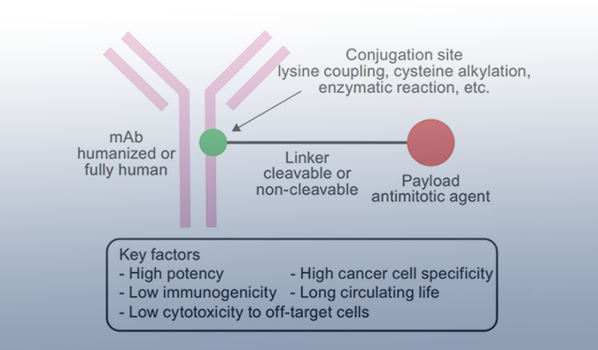ADC药物：迎接市场热潮，，，攻破研发壁垒