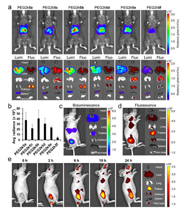 递送和NIR影像，，，，，，，，Luc mRNA; Ⅳ and intra-tumoral.jpg
