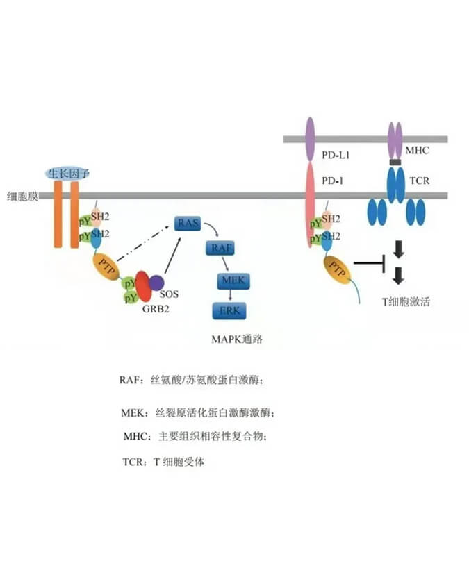 旋乐吧spin8助力凌达生物SHP2变构抑制剂RG001片获批临床.jpg