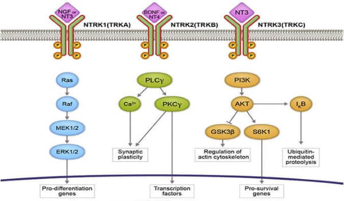旋乐吧spin8助力睿跃生物1类新药 TRK降解剂CG001419获批临床.jpg
