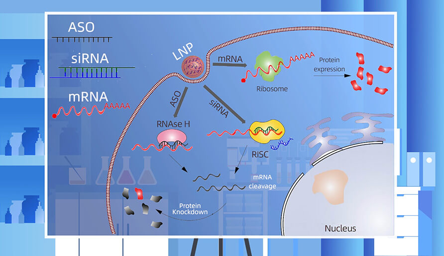 核酸药物的作用机制主要有哪些？？？？？