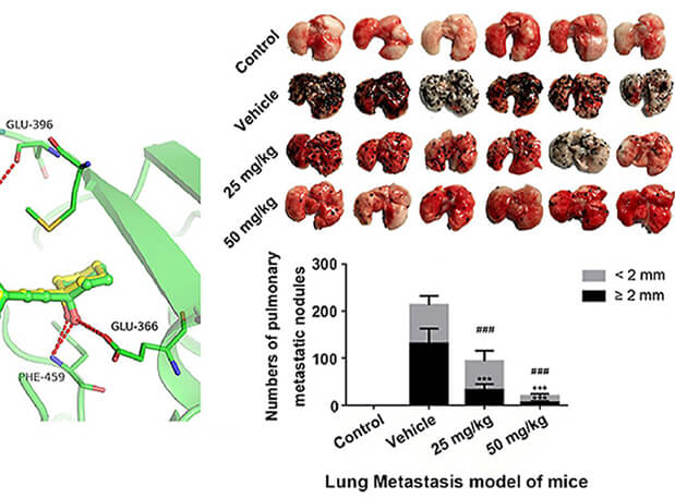 研究用于肺癌和玄色素瘤细胞肺转移的选择性PAK4抑制剂的合成，，，，此选择性PAK4抑制剂的PK研究通过旋乐吧spin8举行