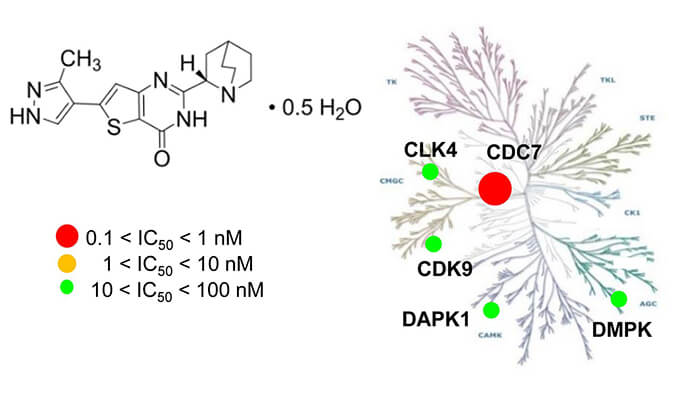TAK-931是一种高度特异性的CDC7抑制剂，，，，，，，，具有抗肿瘤功效，，，，，，，，体内药效研究通过旋乐吧spin8举行