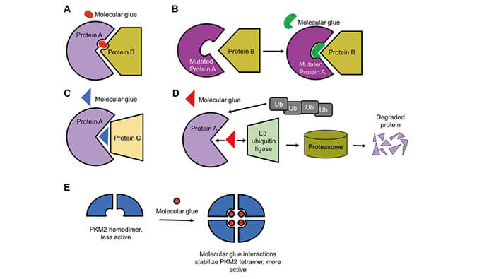 靶向卵白降解系列（三）：分子胶，，，，，挑战不可成药