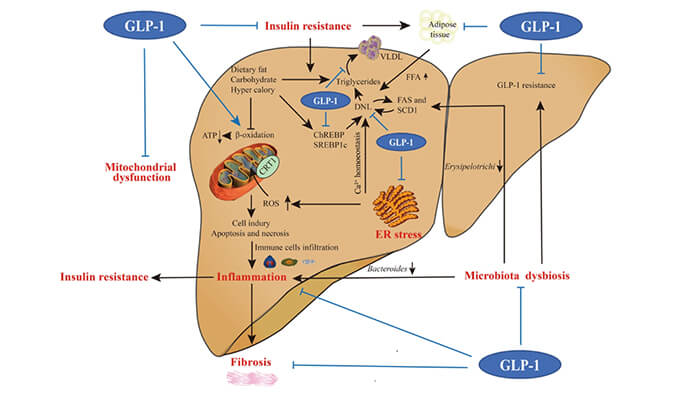谁将成为 2024年全球生物医药首个黑马？？？NASH领域突破性药物即将问世？？？