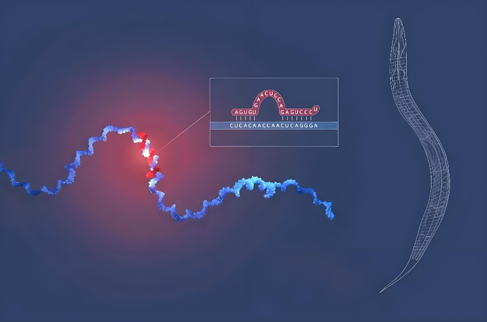 miRNA成诺贝尔奖明星分子，，，，，，，旋乐吧spin8正全速赋能核酸药物研发
