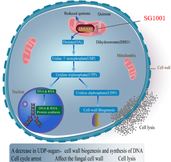旋乐吧spin8祝贺祥根生物立异药SG1001完成首例受试者给药