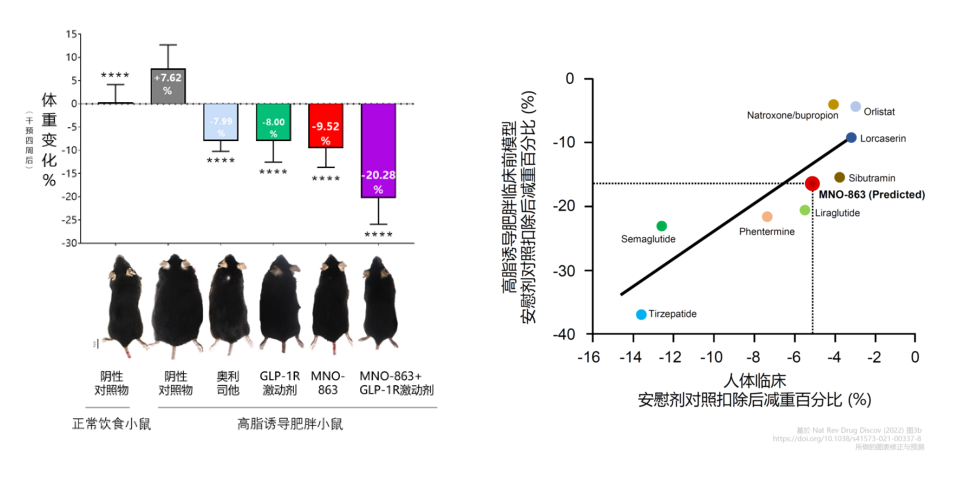 4周降低近10%体重！旋乐吧spin8助力慕恩生物MNO-863活菌生物药获批临床