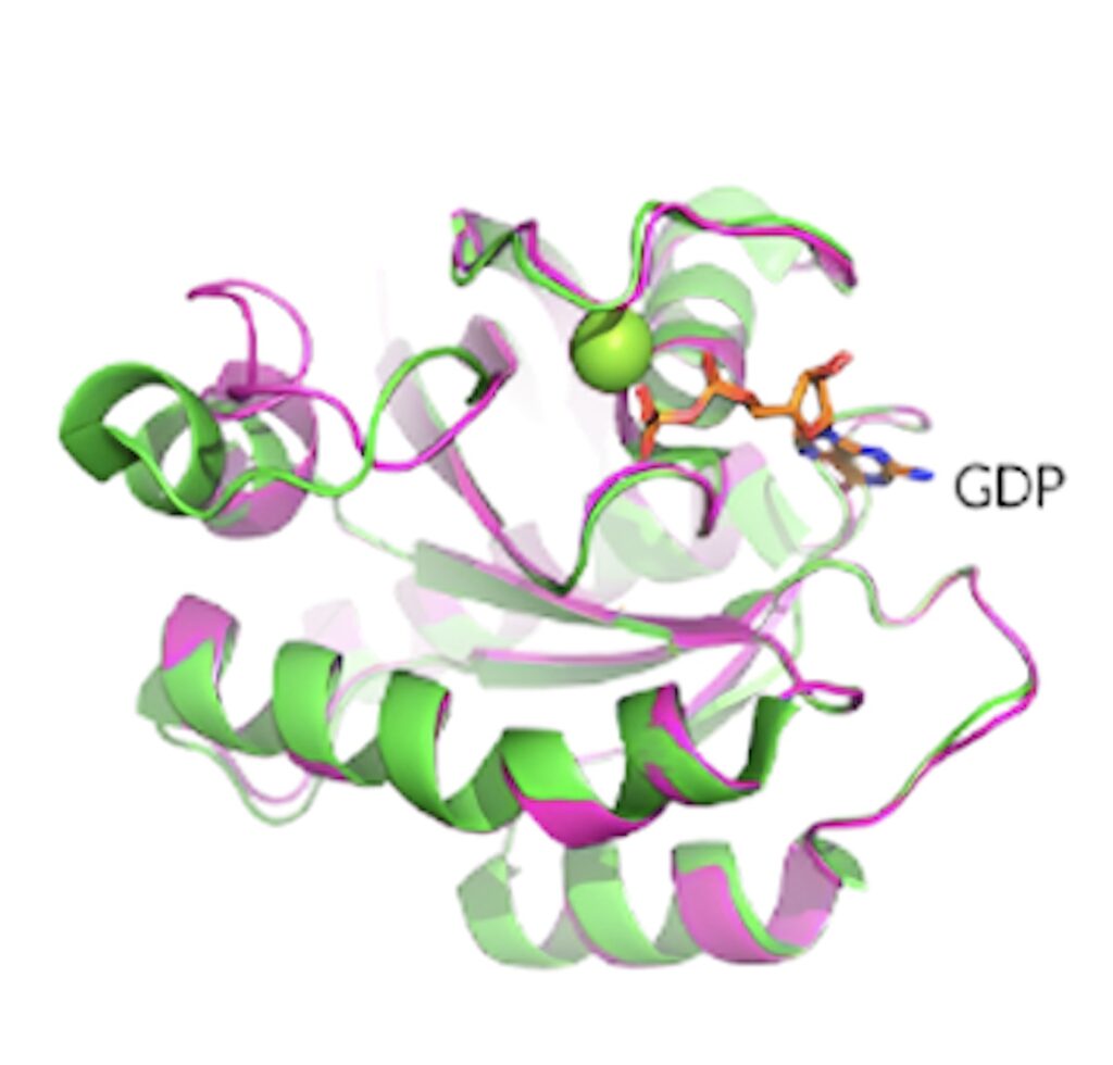 KRAS G12D晶体结构展现了卵白质的构象和 GDP 连系状态。。。.jpeg